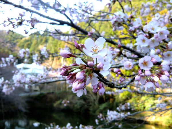 Kamakitako Sakura (2)_00001_01.jpg